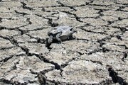 خشکسالی و کمبود منابع آب گونه‌های جانوری گناباد را تهدید می‌کند