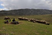 مخاطره برای مراتع سمنان بدلیل واگذاری غیرمجاز حق تعلیف