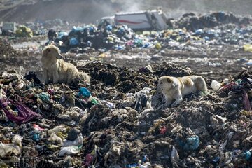 طلایی که بلای جان و طبیعت شد