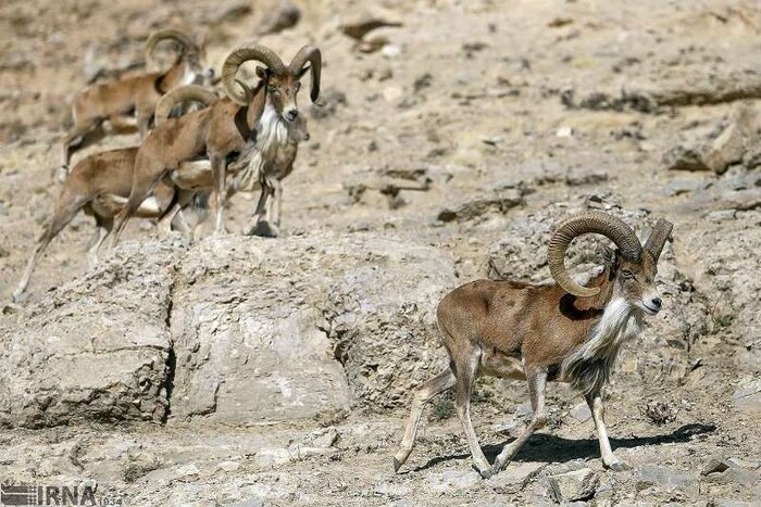 دستگیری شکارچی متخلف در شمیرانات