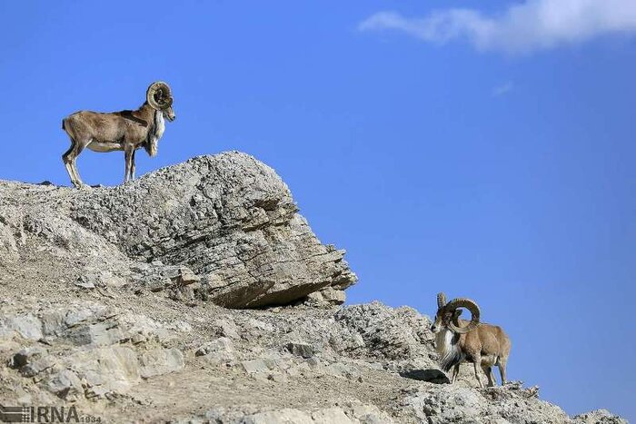 گام‌هایی سبز به نفع محیط‌زیست / دولت سیزدهم شعارهای محیط‌زیستی سرنداد 12