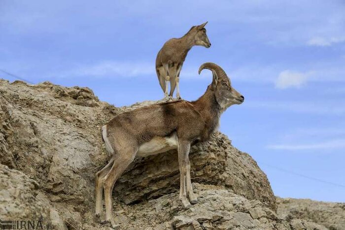 تنوع زیستی کشور به حداقل هزار و ۷۰۰ میلیارد تومان اعتبار نیاز دارد