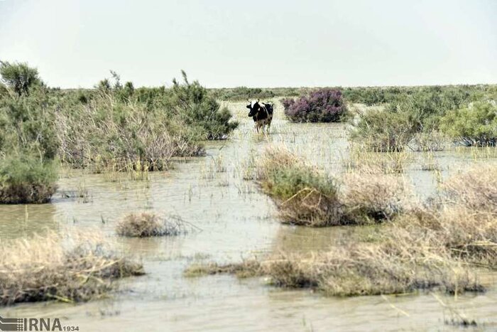 آیا محیطزیست در حفظ تالابها موفق بوده است/نیمهجان به مدد مدیریت طبیعت