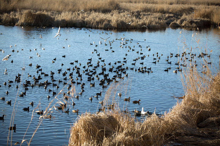 نور شب و پرندگان سرگردان