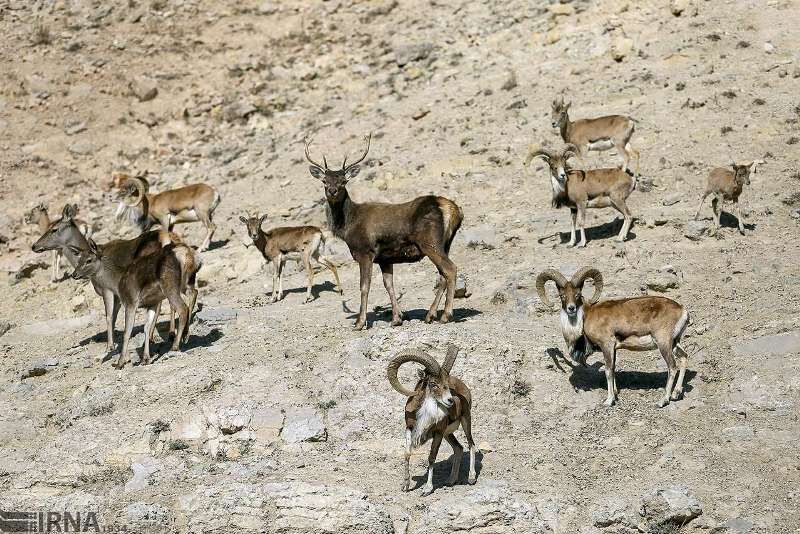 آموزش نقش مهمی در حفاظت از گونه‌های حیات وحش دارد