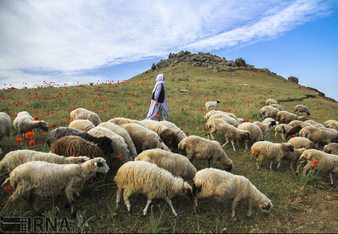 کاهش تعداد دام سبک در کشور