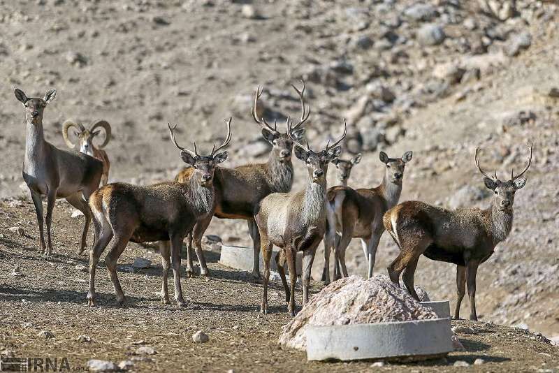 جمعیت و تنوع زیستی حیات وحش لرستان ارتقا یافت