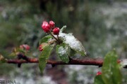سرما به باغهای خراسان رضوی ۱۲ هزار میلیارد ریال خسارت زد