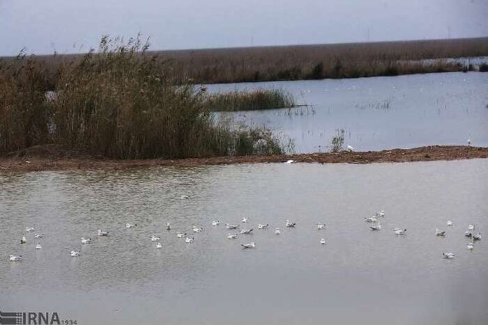 ارزش هر هکتار از تالابهای شادگان و هورالعظیم بیش از ۷۰ هزار دلار است