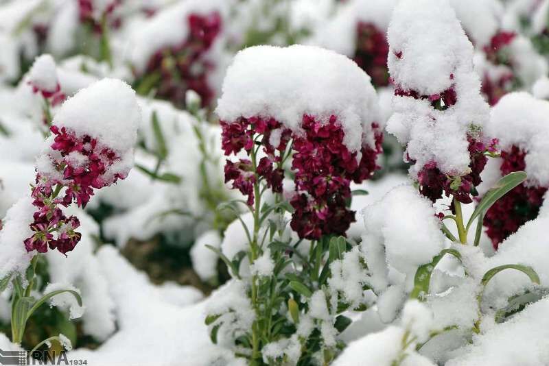 توصیه جهاد کشاورزی مازندران به باغداران برای مقابله با سرما و یخبندان 