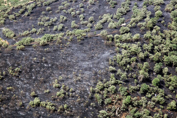 ۲۲ هزار هکتار جنگل با آفت برگ‌خوار درختان بلوط مبارزه شد