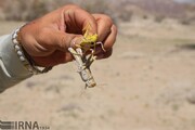 کشاورزان فارس خطر حمله ملخ صحرایی را جدی بگیرند