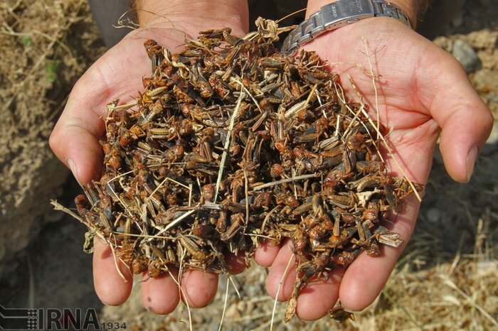 ضرورت آمادهباش برای مقابله با هجوم احتمالی ملخ صحرایی