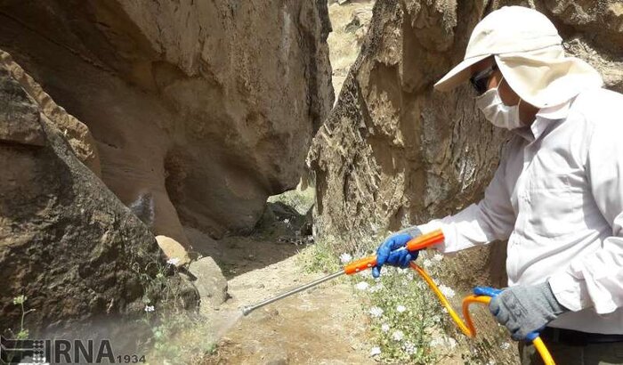 ضرورت آمادهباش برای مقابله با هجوم احتمالی ملخ صحرایی