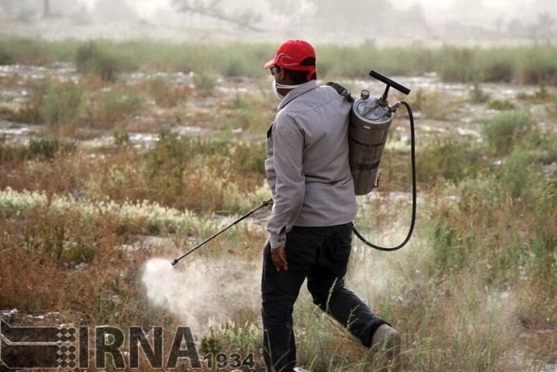 افزون بر ۱۰۴هزار هکتار از مزارع استان بوشهر از مهمان ناخوانده پاکسازی شد