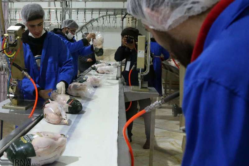 ۲۵ هزار تُن گوشت مرغ در هرمزگان تولید شد