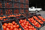 تدبیری برای حمایت از گوجه‌کاران فارس؛ خرید توافقی ۱۰۰هزار تُن محصول