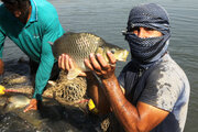۱۰۰ هزار تن ماهی کپور به کشورهای عربی صادر می‌شود
