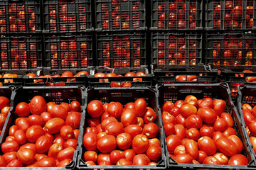 سبقت گوجه فرنگی در کورس افزایش قیمت
