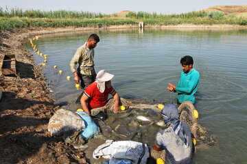 ۸۹۸۰ تُن ماهی پرورشی در آذربایجان‌غربی تولید شد