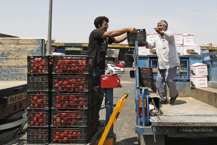 پایان دغدغه گوجهکاران فارس با آغاز خرید توافقی