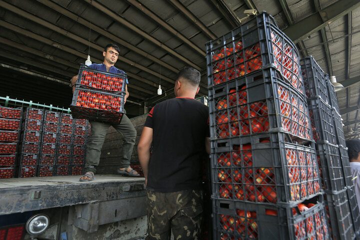 قیمت پایین محصول گوجه‌فرنگی مشکل هرساله کشاورزان خراسان شمالی