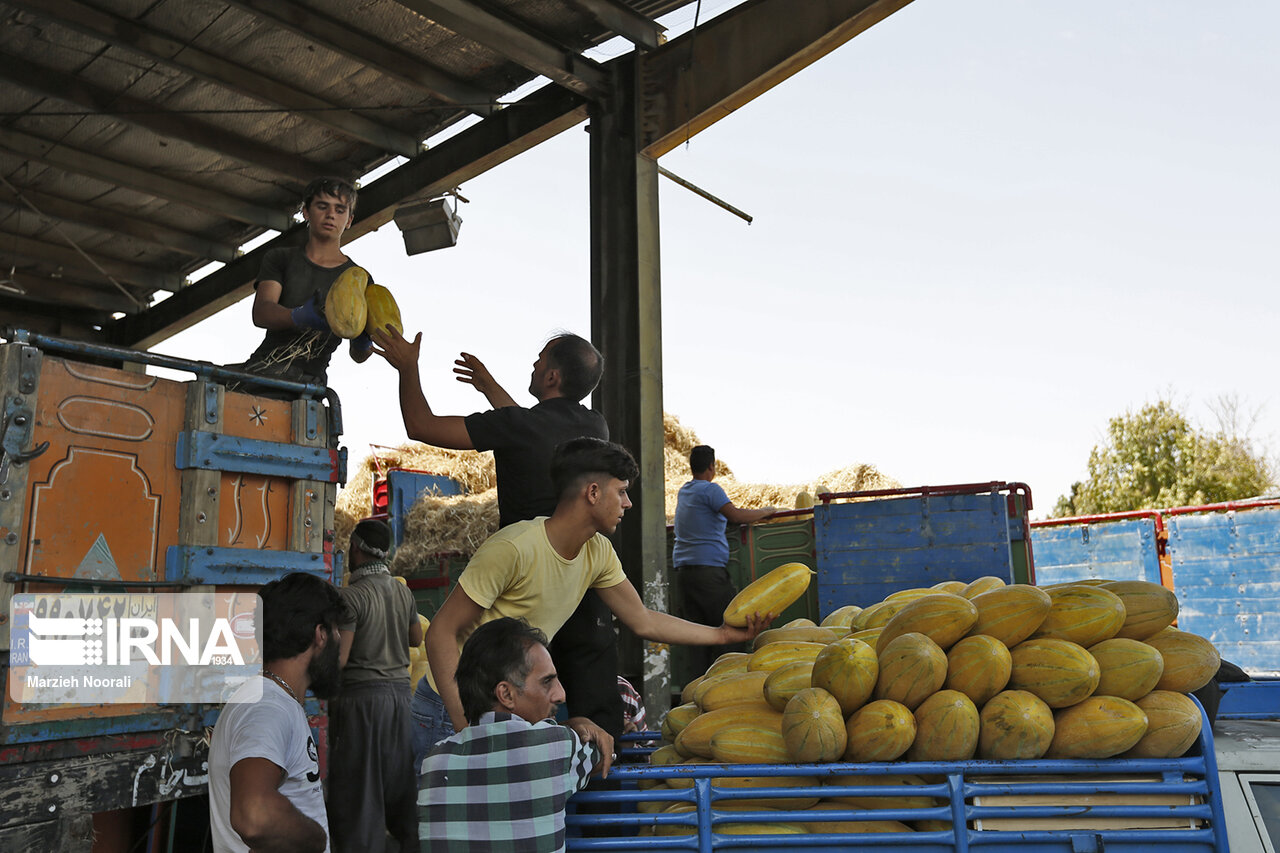 بسیج اصناف یزد عرضه میوه با قیمت ارزان را آغاز کرد