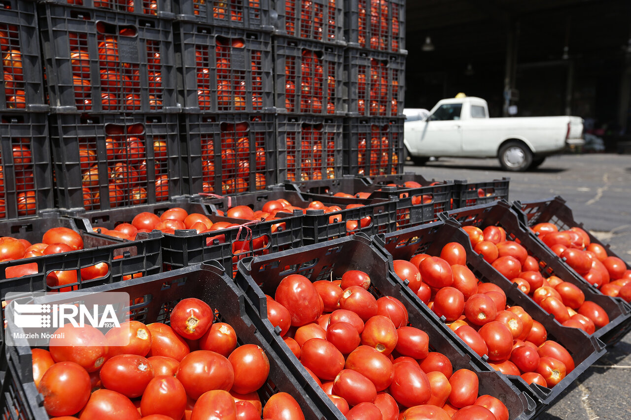 تدبیری برای حمایت از گوجه‌کاران فارس؛ خرید توافقی ۱۰۰هزار تُن محصول