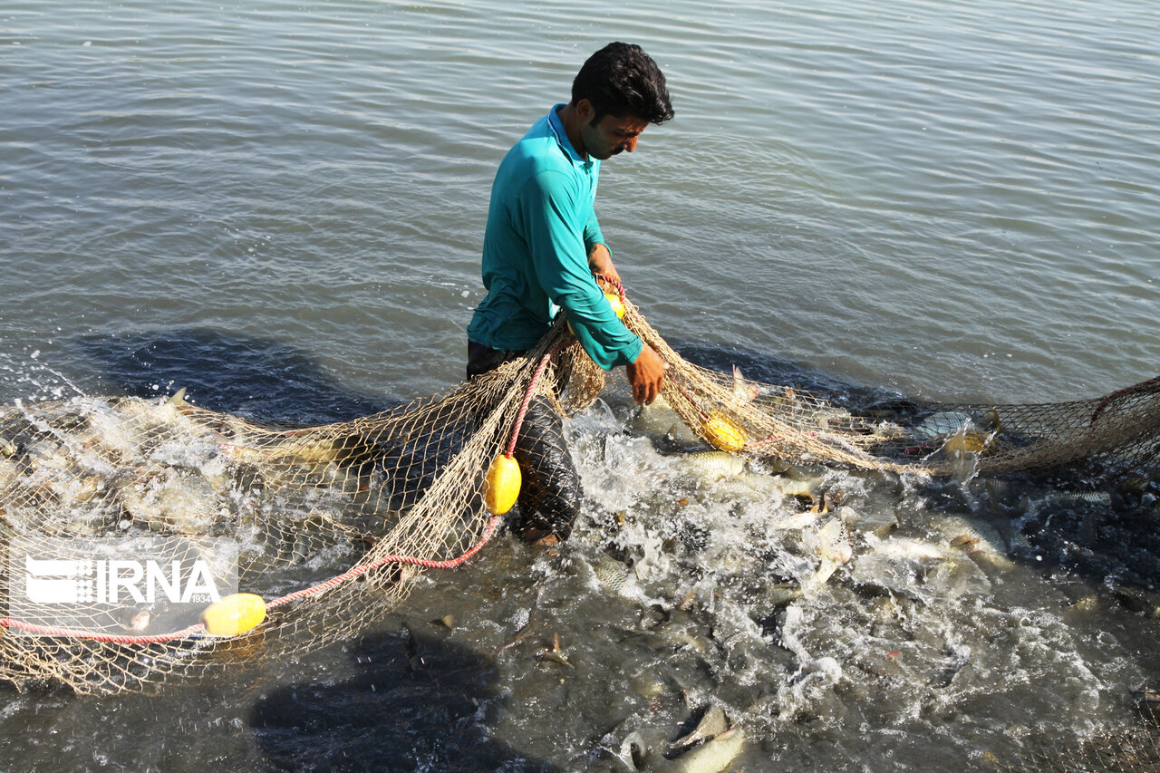 صید ماهیان گرمابی در دریاچه سد مهاباد آغاز شد