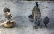 زنده گیری ۲ قطعه طاووس در شهرستان نظرآباد