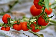 تعاون روستایی گوجه‌فرنگی کشاورزان را خریداری می‌کند