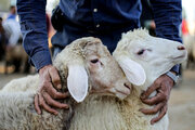 ثبات قیمت دام زنده گوسفندی و گوساله/ کاهش ۳۰ هزار تومانی دام زنده