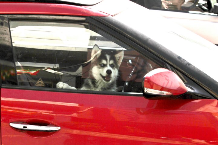 سگ گردانی در پارکهای همدان؛ سوهان روح خانوادهها