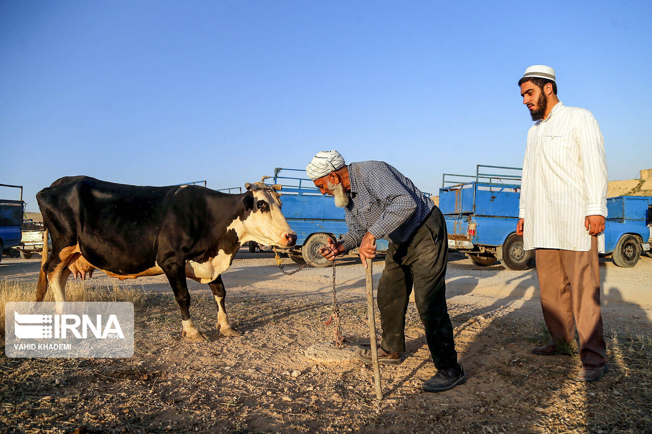 ضدعفونی مراکز فروش دام عید قربان در گلستان علیه کرونا