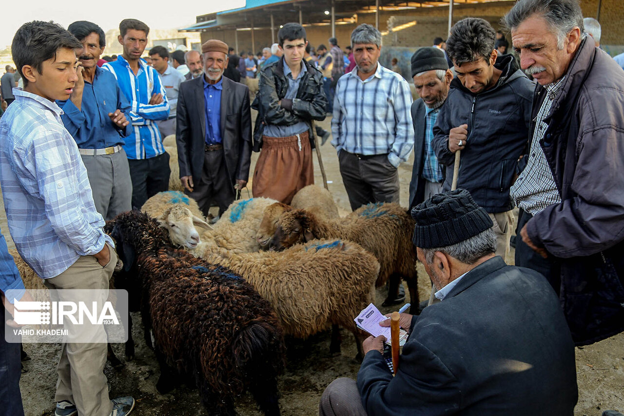 تدارک هزار راس دام با مشارکت خیر دامغانی در استان سمنان