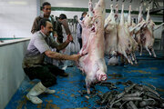 عرضه ۳۷ هزار تن گوشت قرمز در کشتارگاه‌های رسمی کشور در آبان ۱۴۰۲