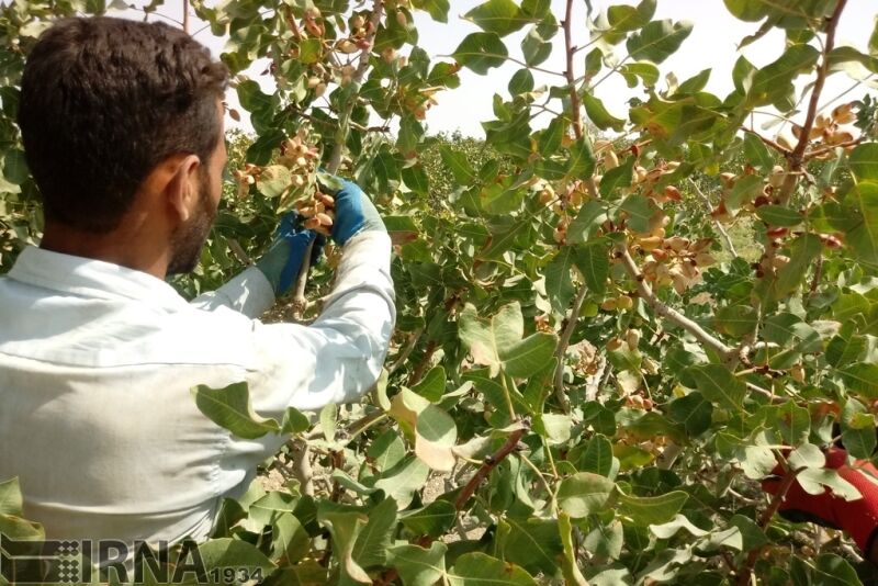 سازمان جهاد کشاورزی استان مرکزی با کمبود ۷۰۰ نیروی‌ انسانی مواجه است