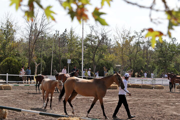 جشنواره زیبایی اسب شرق کشور