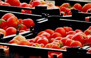 اعمال عوارض صادراتی برای گوجه فرنگی
