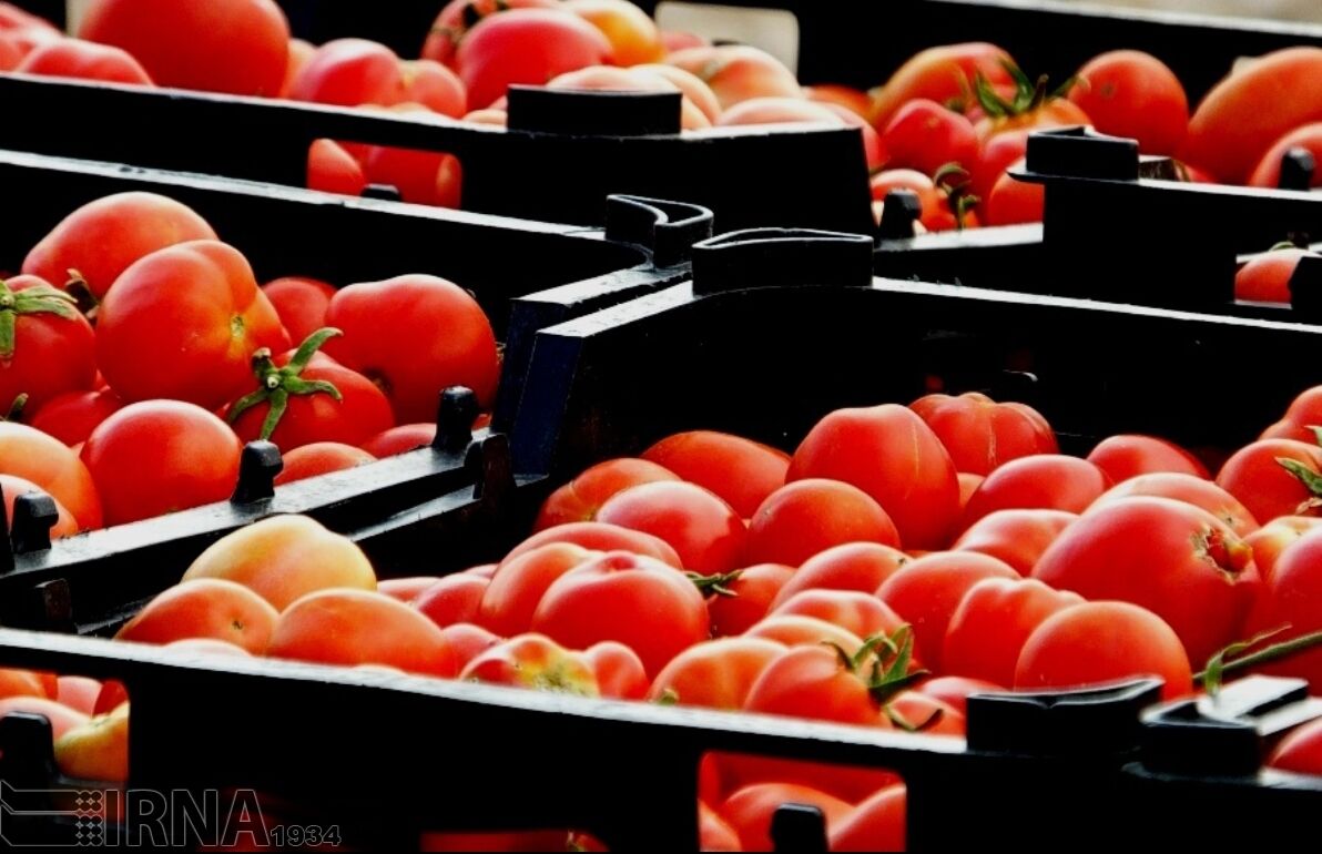 صدور تولیدات کشاورزی خراسان شمالی حدود 277 درصد افزایش یافت