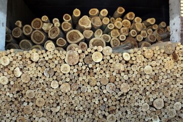 زراعت چوب در گیلان توسعه می‌یابد