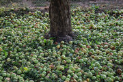 بیش از ۵۰ هزار تن سیب در سمنان برداشت شد