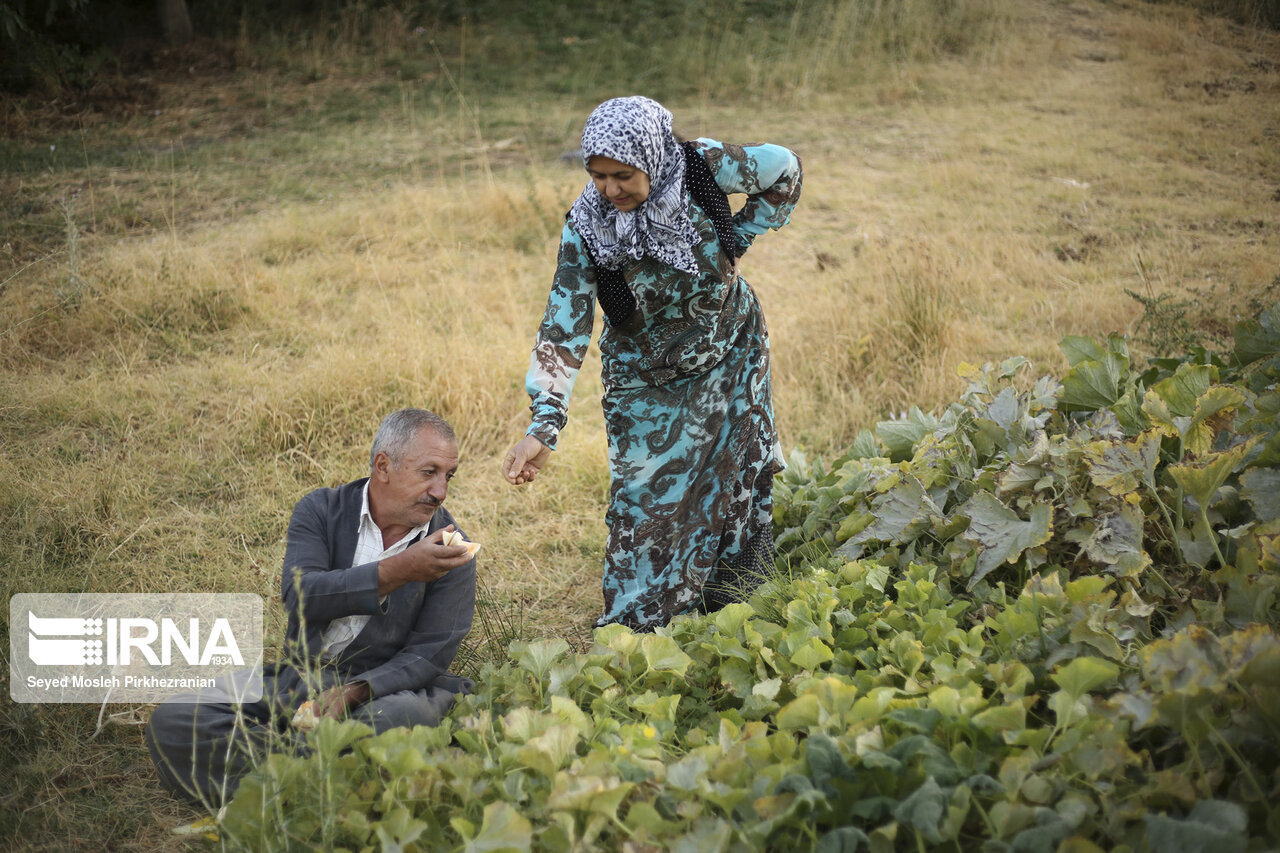 جاری زندگی در جوار کرونا