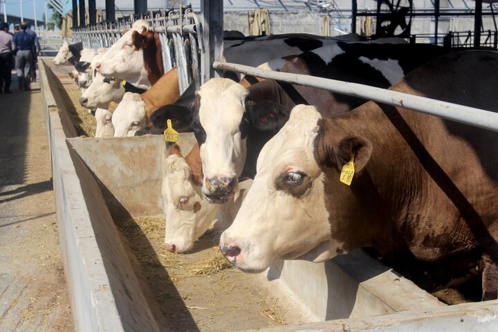 پلاکگذاری، نقشه راه مدیریت علمی گلهها در توسعه دامپروری گلستان
