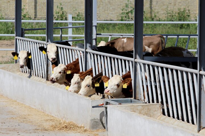 طرح بررسی جیره غذایی متعادل بر عملکرد گوساله پرواری در استان مرکزی انجام شد - ایرنا