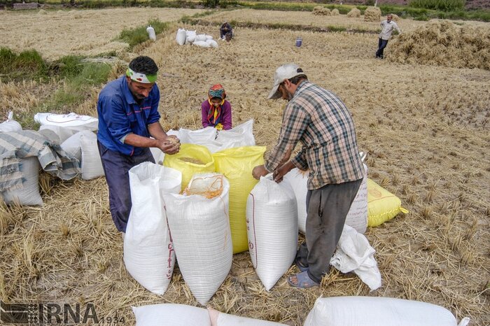 برنج گیلان در انبارها و رکود در بازار