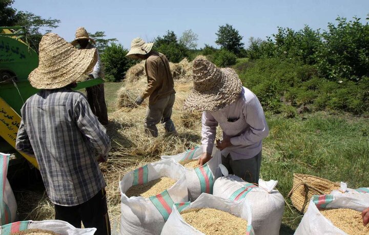 برنج گیلان در انبارها و رکود در بازار