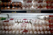 رشد مصرف موجب افزایش قیمت تخم‌مرغ شده است