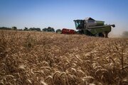 تولید گندم در مهاباد ۵۰ درصد کاهش یافت