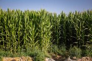 صادرات بذر ذرت هیبرید ایران به ۵ کشور جهان/ اجرای طرح جهش تولید دیمزارها در ۲۱ استان